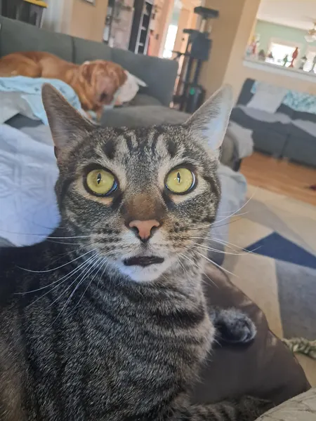 Surprised dog named Luther